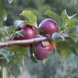 Pomme "Carabille" - Racines nues