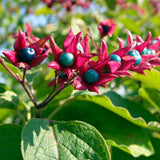 Clerodendron - En godet