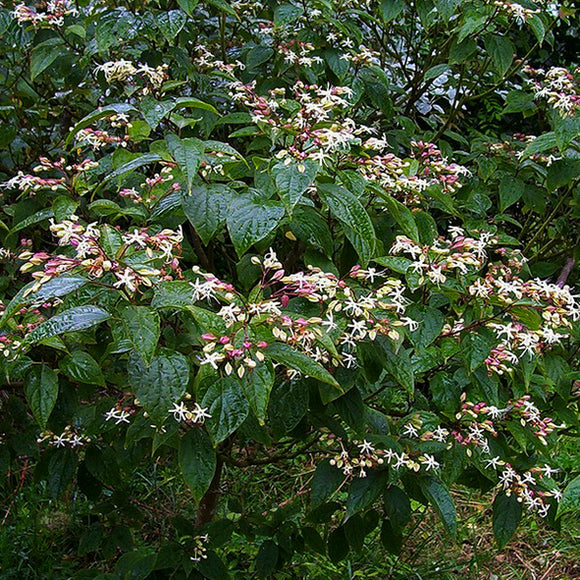 Clerodendron - En godet