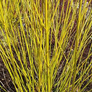 Cornouiller jaune - En godet