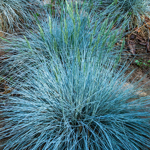 Fétuque bleue - En godet