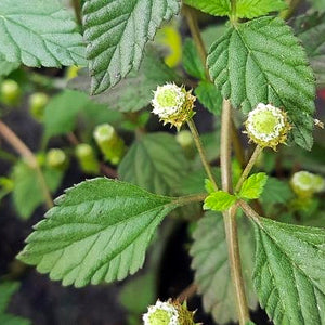 Herbe sucrée des Aztèques - En godet