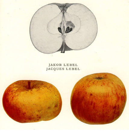 Pomme 