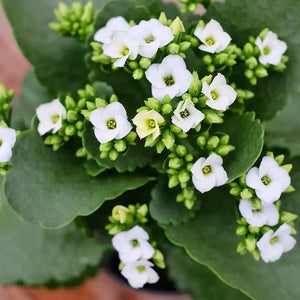 Kalanchoe - En godet