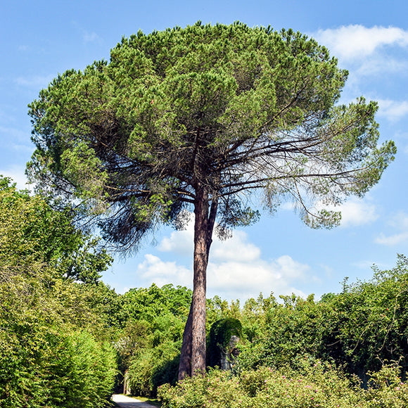 Pin parasol - En godet