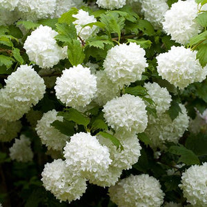 Viorne "Boule de neige" - En godet