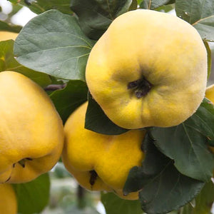 Coing "Aromatnaya" - Racines nues