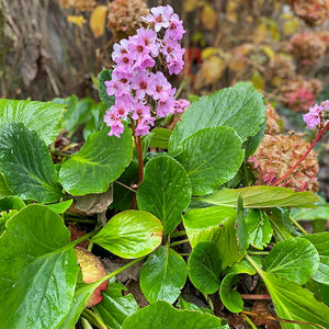 Bergenia - En godet