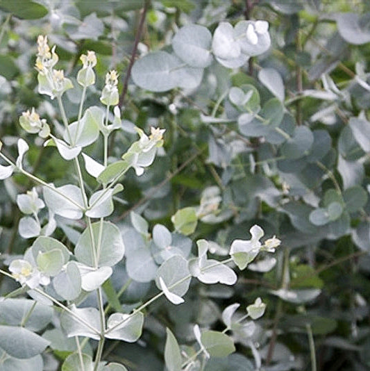 Eucalyptus Gunnii - En godet