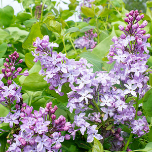 Lilas - En godet