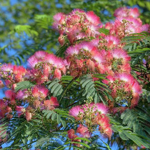 Albizia Ombrella - En godet