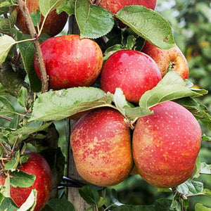 Pomme "Belle de Boskoop" - Racines nues