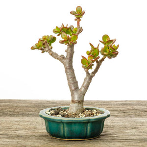 Arbre de Jade - En godet