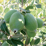 Feijoa - En godet