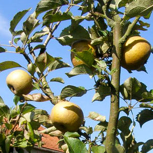 Pomme "Fenouillet Gris" - Racines nues