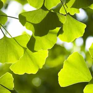 Ginkgo biloba - En godet