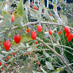 Goji - En godet