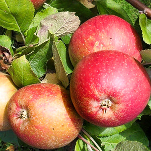 Pomme "Gravenstein" - Racines nues