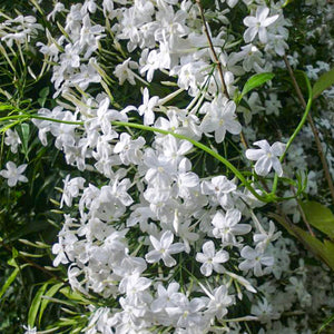 Jasmin officinal - En godet