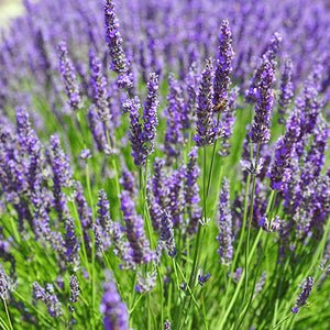 Lavande Officinale - Racines nues