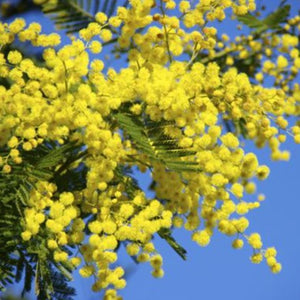 Mimosa - En godet