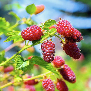 Mûre-framboise Tayberry - En godet