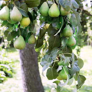 Poire "Pérou d'argent" - Racines nues