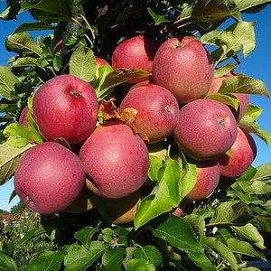 Pomme "Rose de Berne" - Racines nues