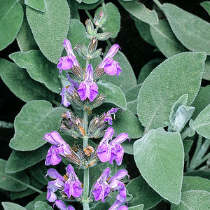 Sauge officinale - En godet