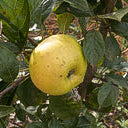 Pomme "Blanche d'Espagne" - Racines nues