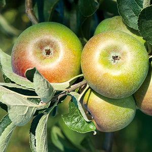 Pomme "Court Pendu Gris" - Racines nues