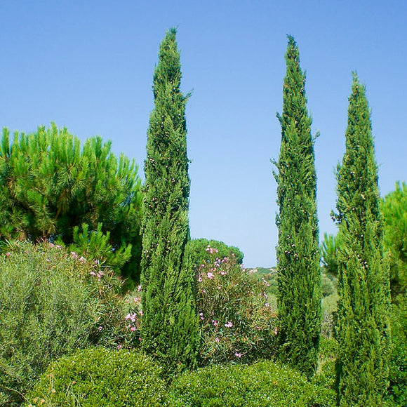 Cyprès - En godet