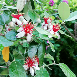 Feijoa - En godet