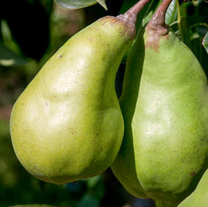 Poire "Le Lectier" - Racines nues