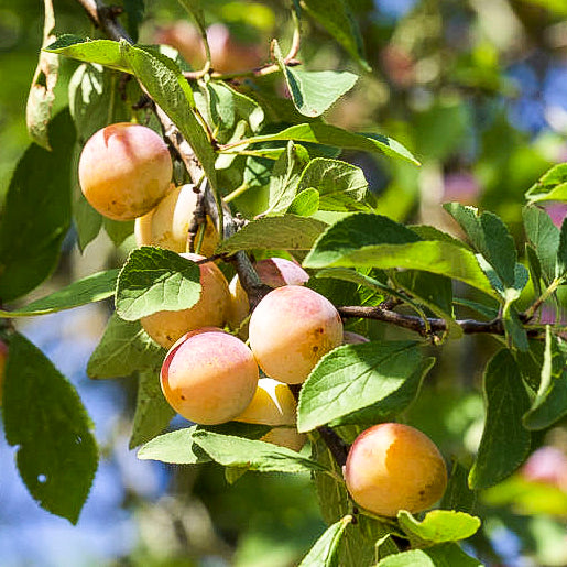 Prune 