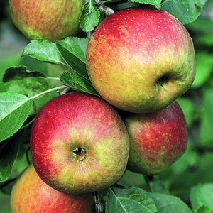Pomme "Belle Fille de Salins" - Racines nues