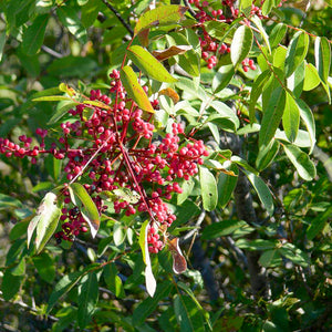 Pistachier Térébinthe - Racines nues
