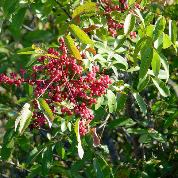 Pistachier Térébinthe - Racines nues