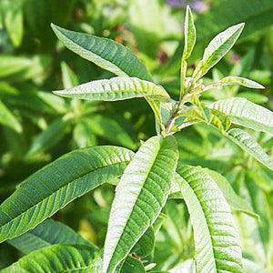Verveine - En godet