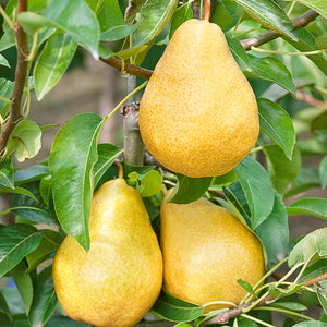 Poire "Williams Jaune" - Racines nues