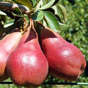 Poire "Williams Rouge" - Racines nues